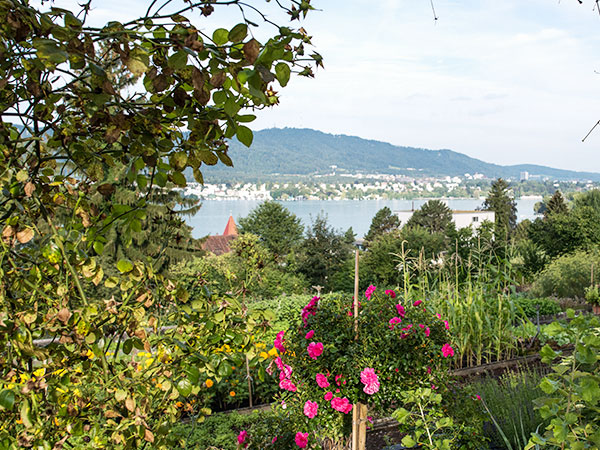 Bild der Aussicht vom EPI Areal auf den Zürichsee