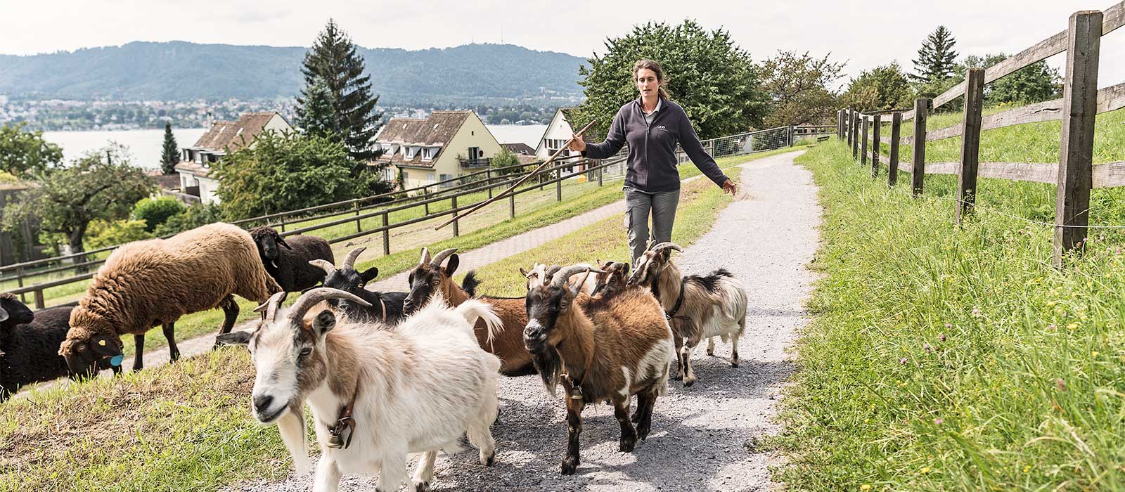 Bild von swissepi.ch