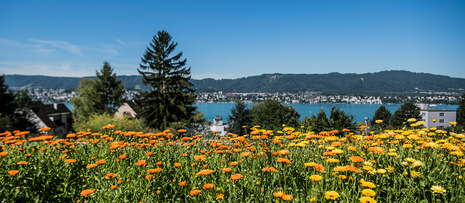 Über uns Blumenwiese mit Blick auf den Zürichsee