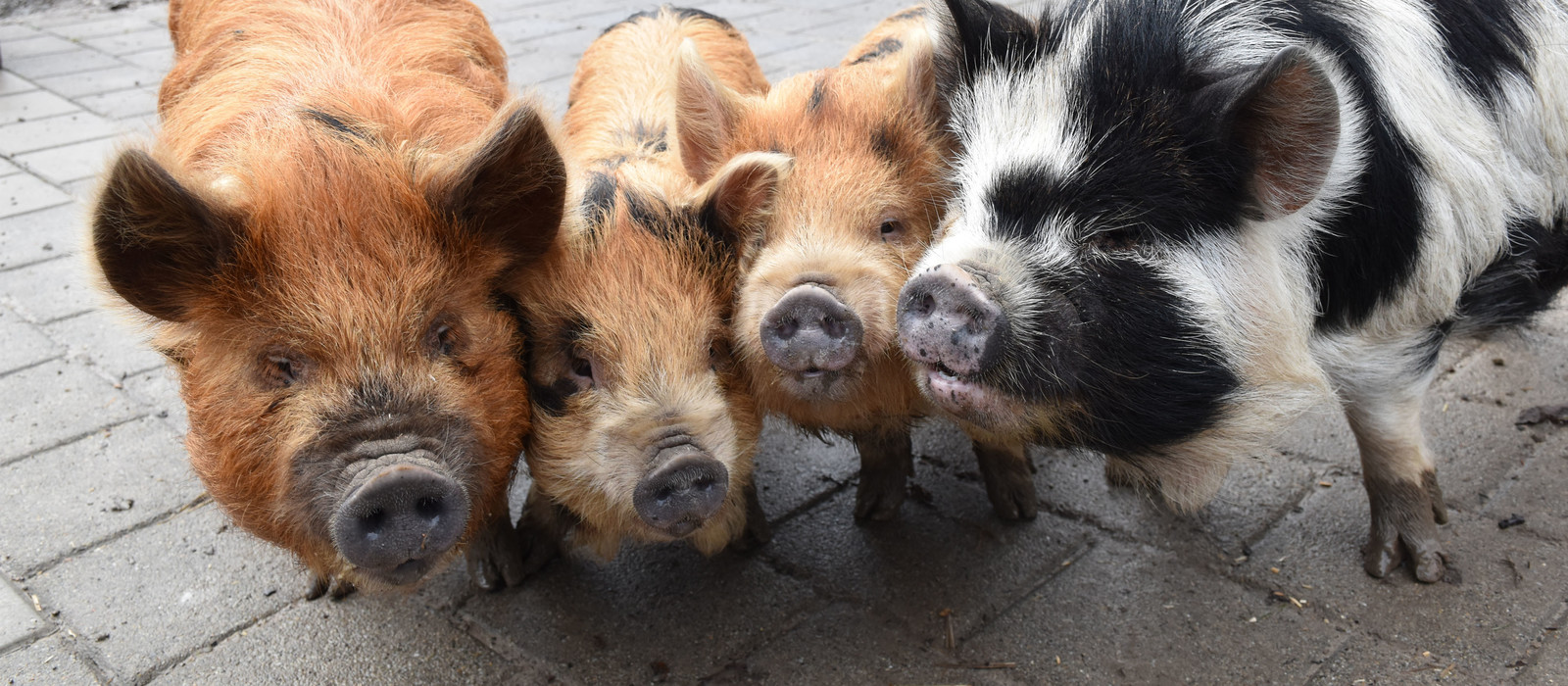 Tierpatenschaften in der EPI