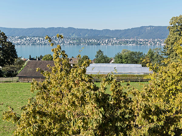 Bild der Aussicht über den Zürichsee