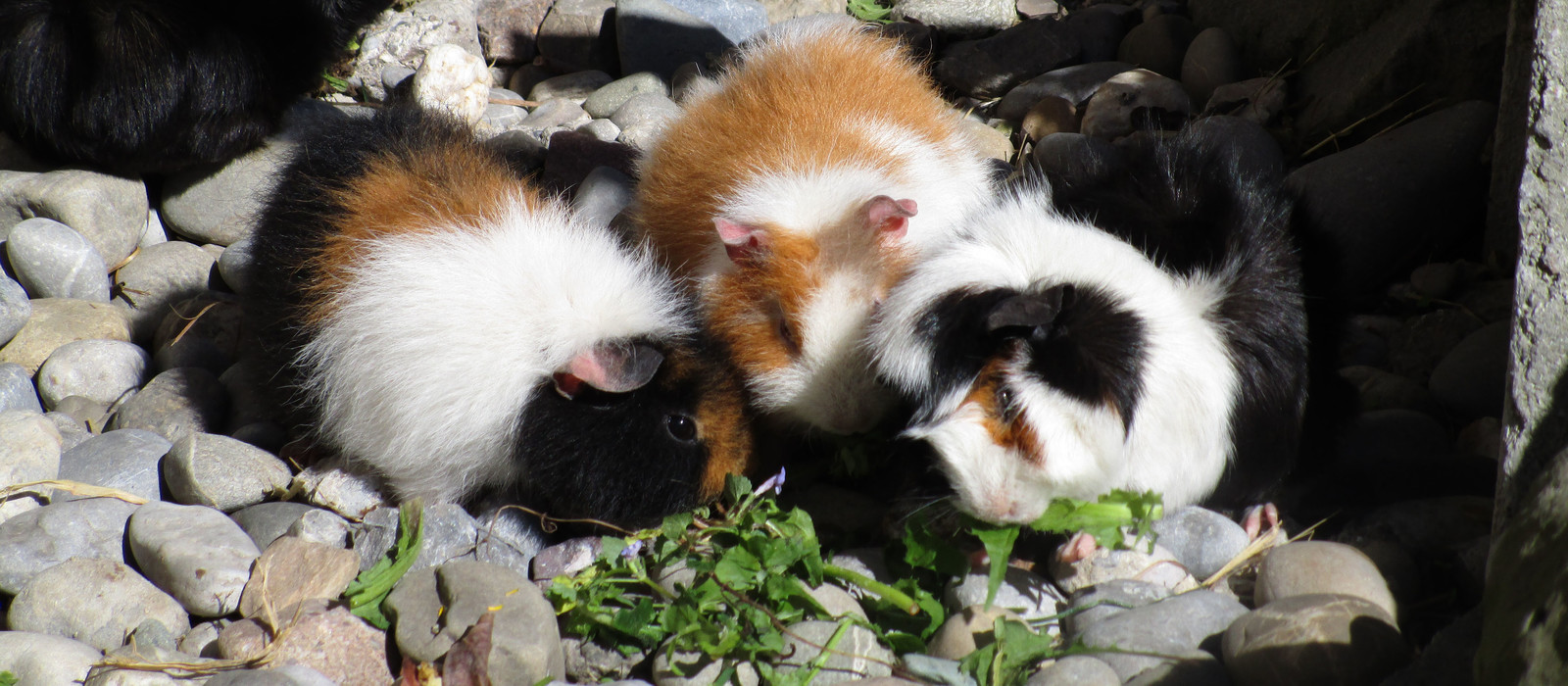 Meerschweinchen-Gruppe