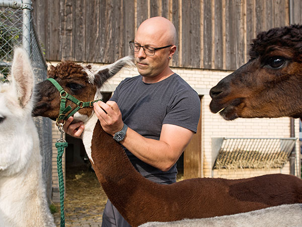 Bild von der Pflege eines Alpakas