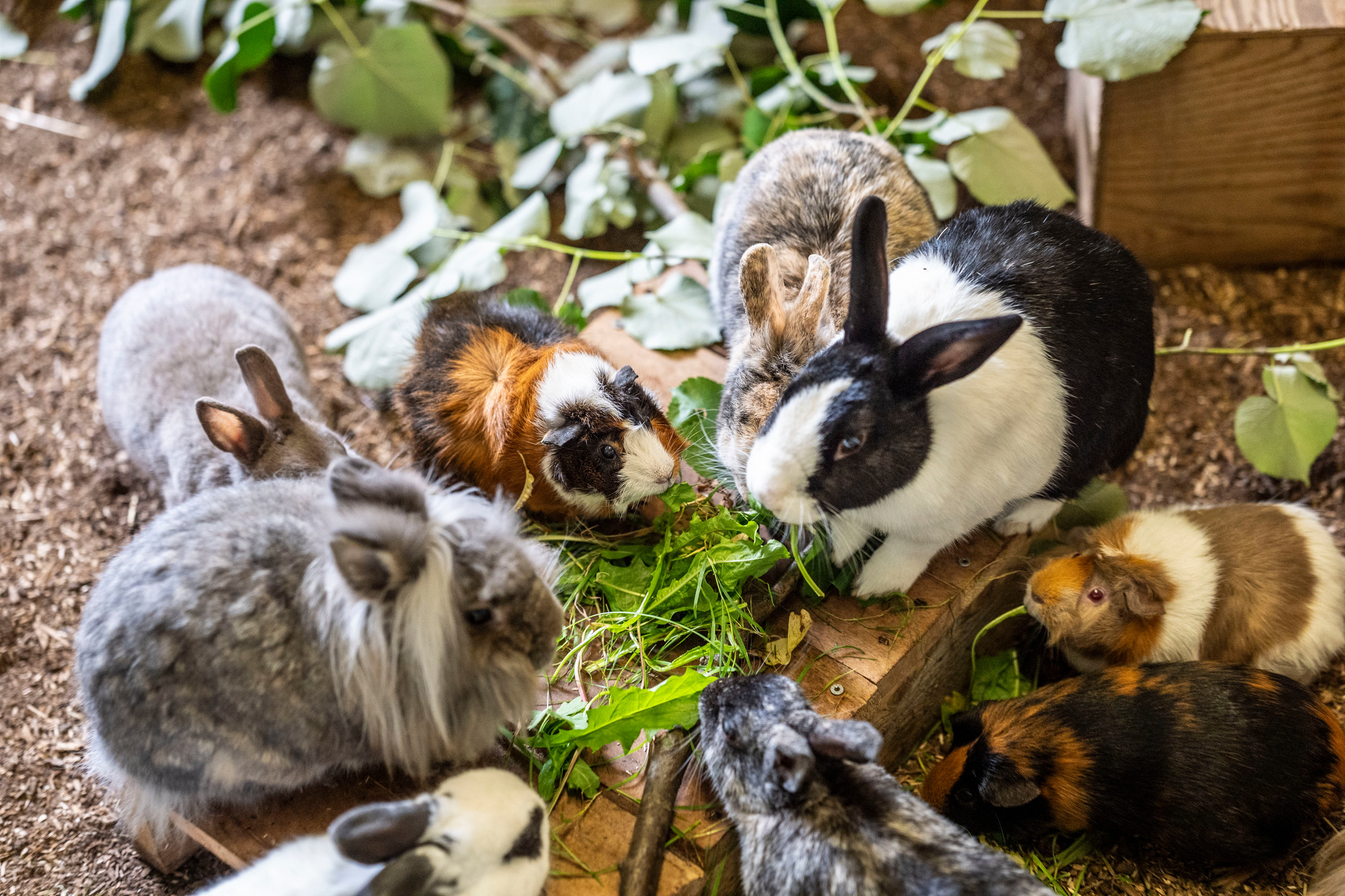 Blueberry (Kaninchen (K.), hinten links), Helmut (K., vorne links, mit langen Haaren), Zuckerschnäuzchen (Meerschweinchen (M.), hinten in der Mitte), Nugget (K., schwarz-weiss), Ginny (M., braun-weiss), Carlotte (M., braun-schwarz) sowie Momo und Endo (K., nur Ohren sichtbar).