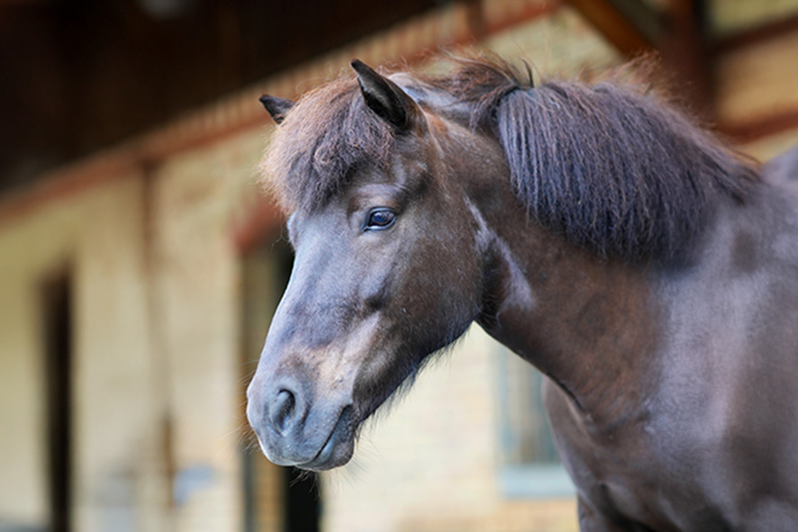 Ferien für unser Islandpferd Kjarnadis