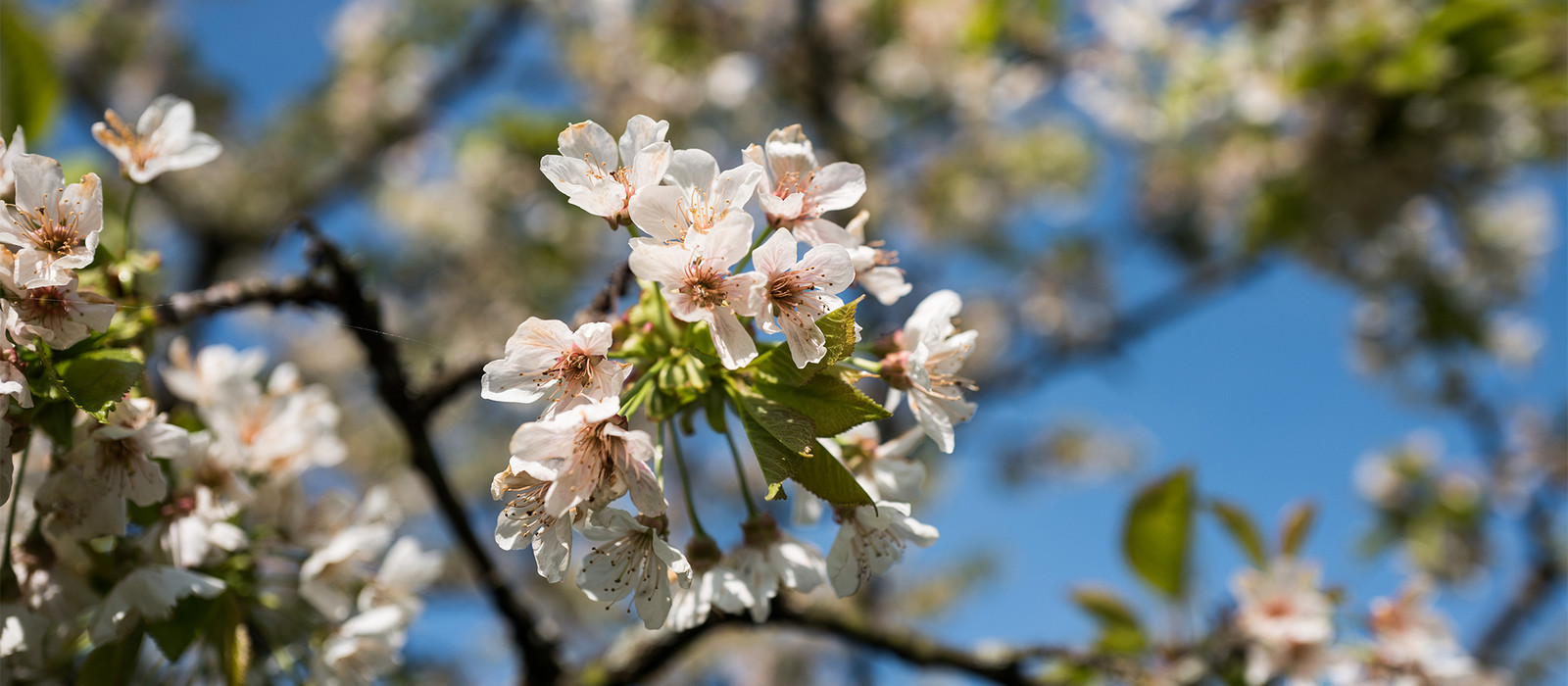 Ein Bild von Blüten an einem Baum im Frühling